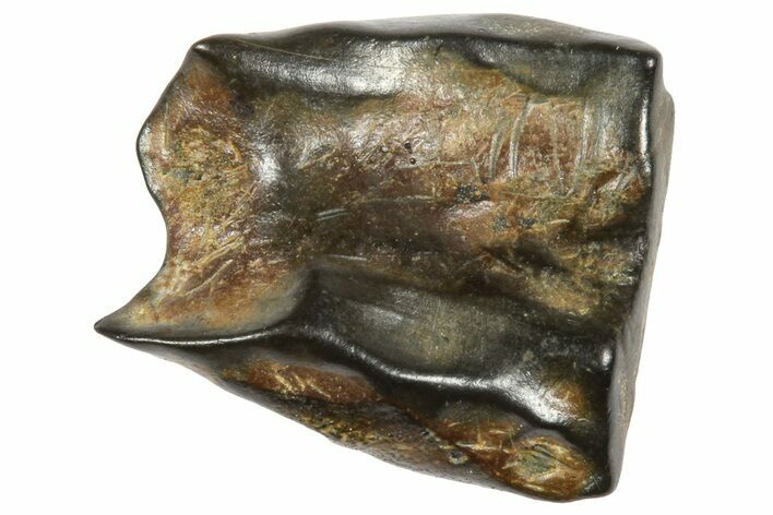 Fossil Triceratops Shed Tooth - Wyoming #364322
